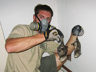 dead animal removal